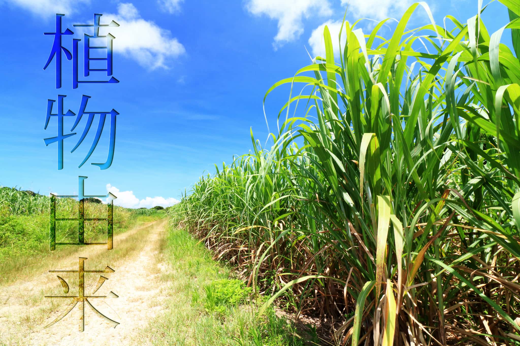 植物
